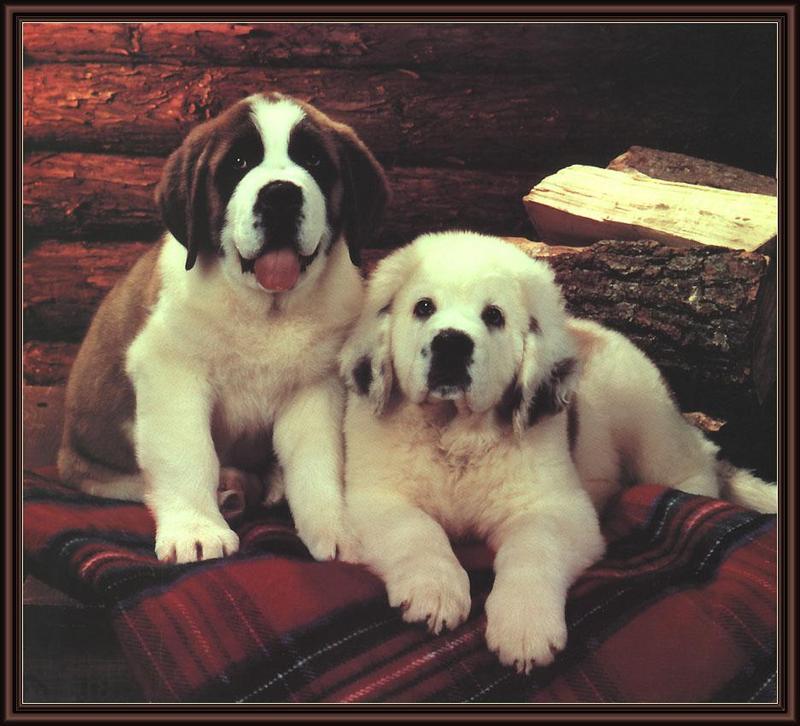 ksw-saint bernard pups.jpg