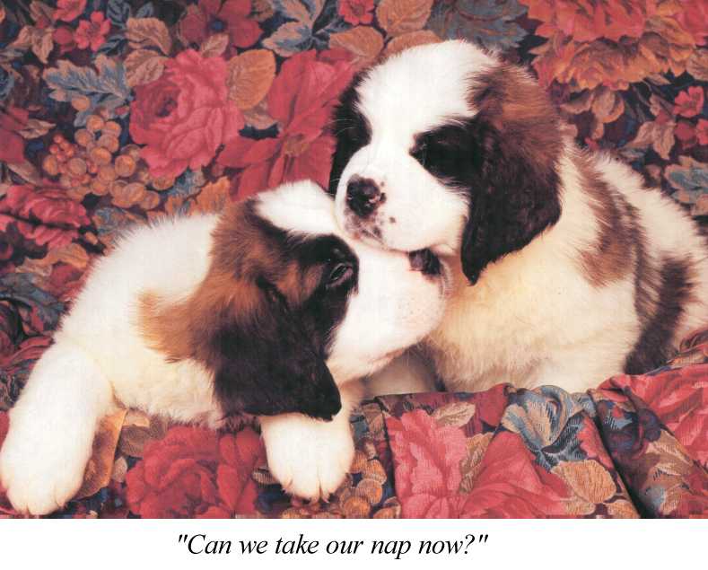 Saint Bernard Dogs-sleepy puppies.jpg