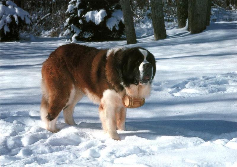 Saint Bernard 01-Dog-On Snow.jpg