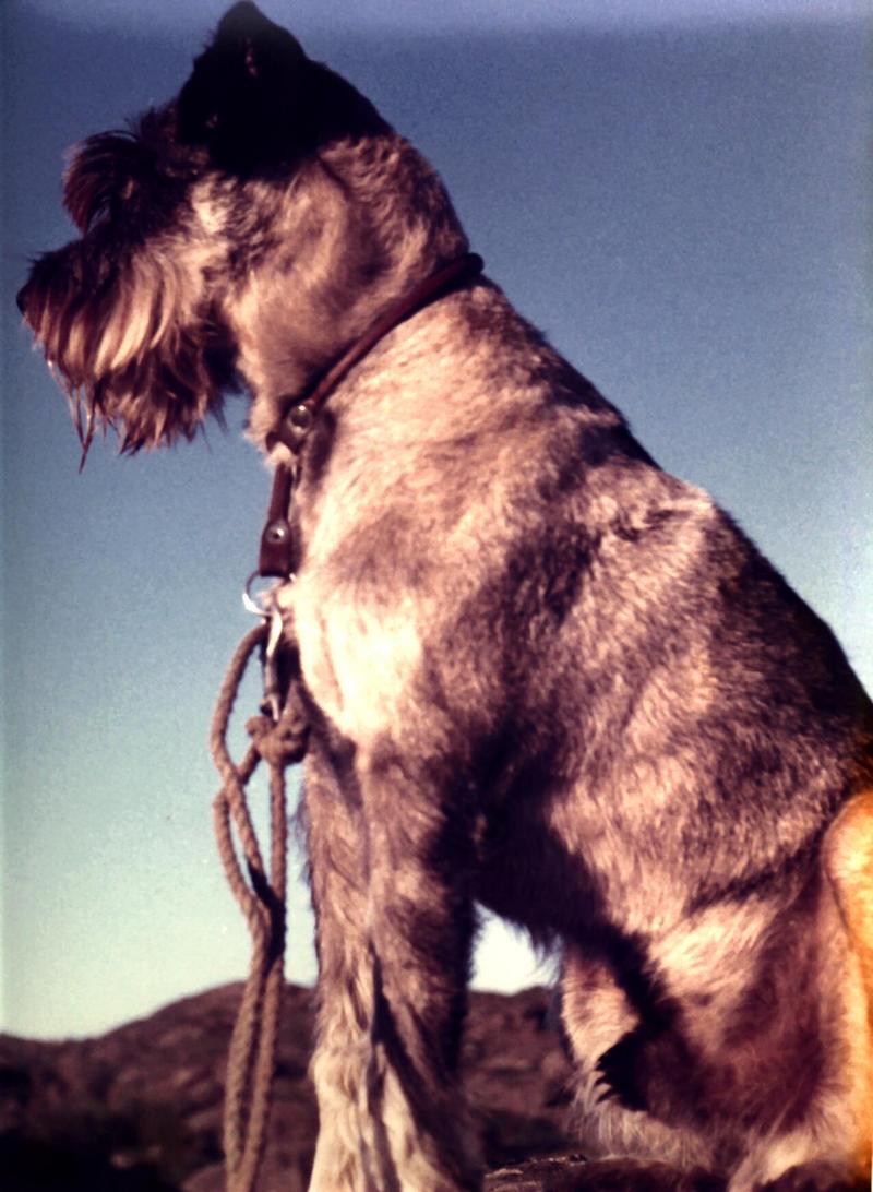 Bonzo 1-Standard Schnauser Dog-portrait.jpg