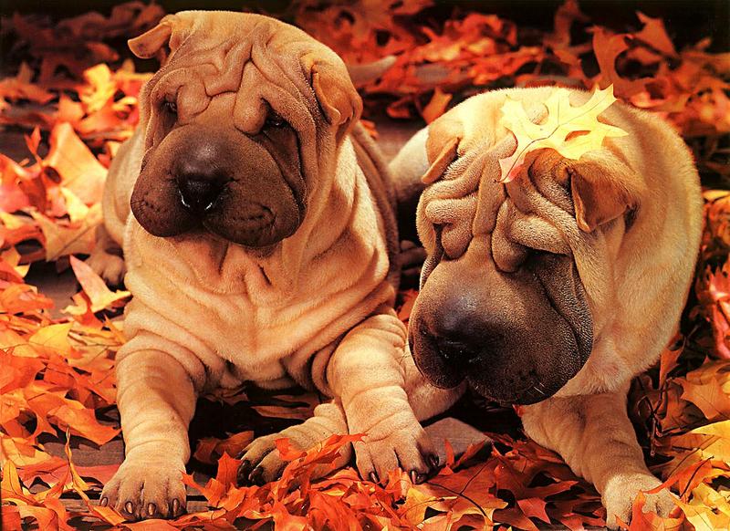 KsW-Shar-Pei-Pups-a-Dog puppies-sitting on leaves.jpg