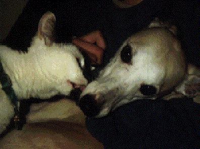 whippet-dog-cat-Janet licks Hank.jpg