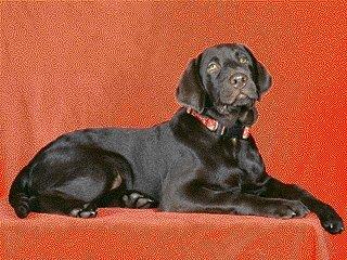 Black Labrador Retriever-Dog-Red Wall.jpg