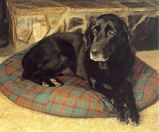 dog-Black Labrador Retriever 1.jpg