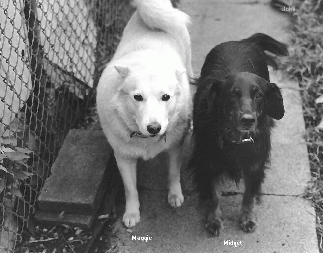 Dog-Black Labrador Retriever-and-White Dog-Buddies.jpg
