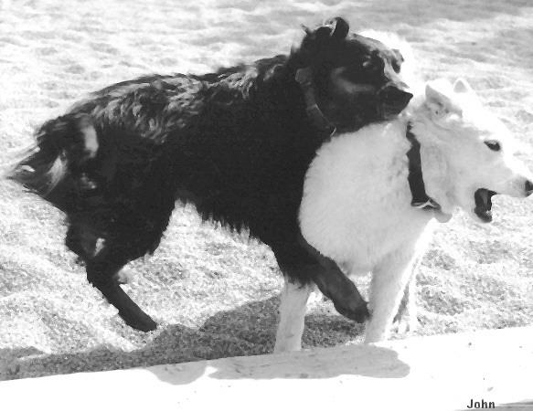 Dog-Black Labrador Retriever-and-White Dog-Buddies2-Rompers.jpg