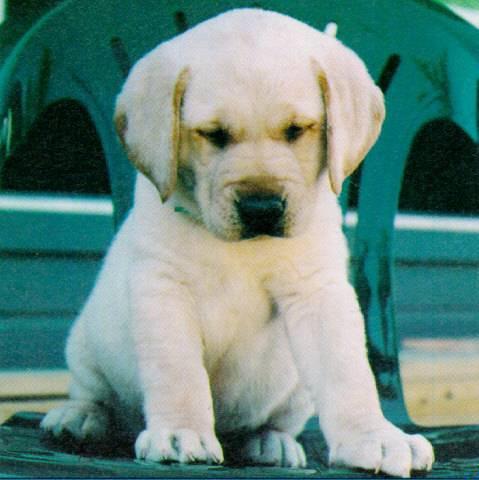 dog-Labrador Retriever 01-white puppy.jpg
