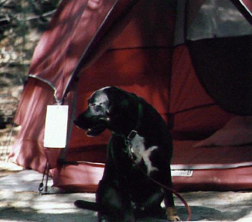 Dog-Labrador Retriever-Ajax3.jpg
