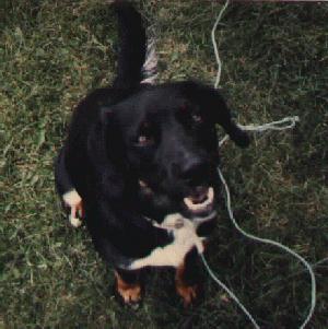 Dog-Labrador Retriever-Smiling Ajax.jpg