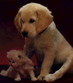 Dog-Puppy-With-Kitten.jpg