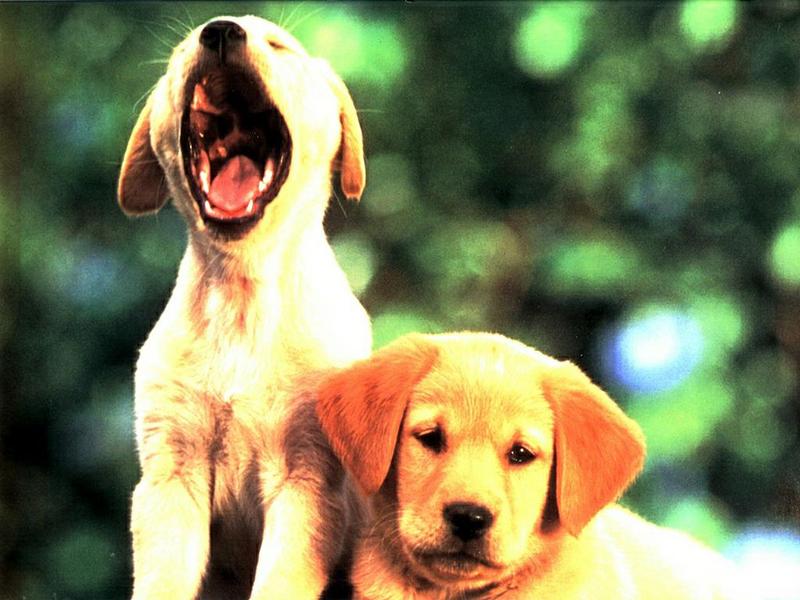 Ds-Chiot 002-Yellow Labrador Retriever-puppies.jpg