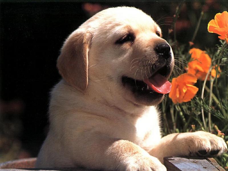 Ds-Chiot 008-Yellow Labrador Retriever Dog puppy.jpg