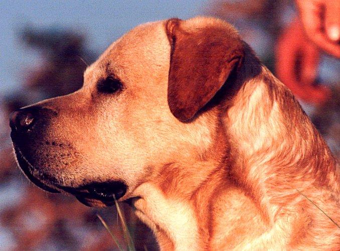 GOLDLAB-Yellow Labrador Retriever-dog face closeup.jpg