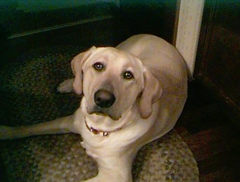 honey03-Labrador Retriever Dog.jpg
