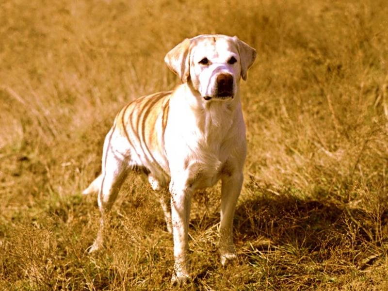 Labradors 04-Labrador Retriever Dog.jpg