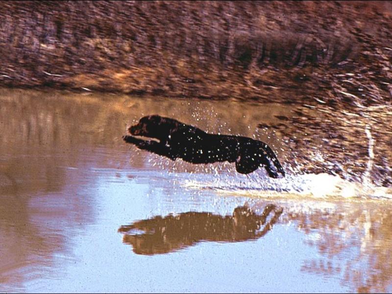 Labradors 09-Chocolate Labrador Retriever-running in water.jpg