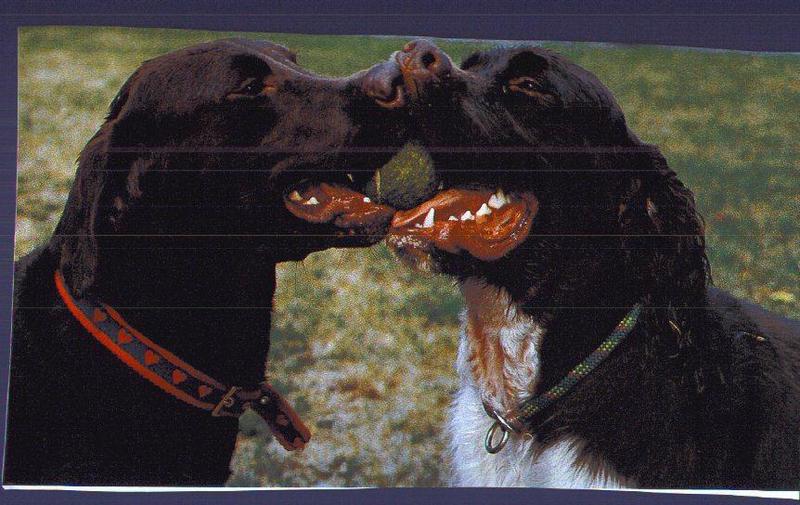 Two Dogs-2 Black Labrador Retrievers-Kissing.jpg