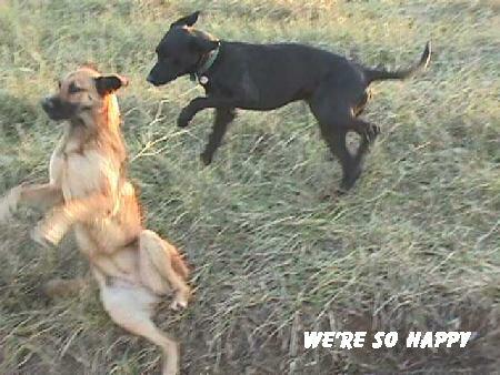 We are so happy-German Shepherd and Black Dog.jpg