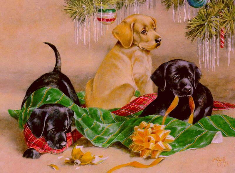 Xmas pup-Yellow and Chocolate Labrador Retriever-dog puppies.jpg