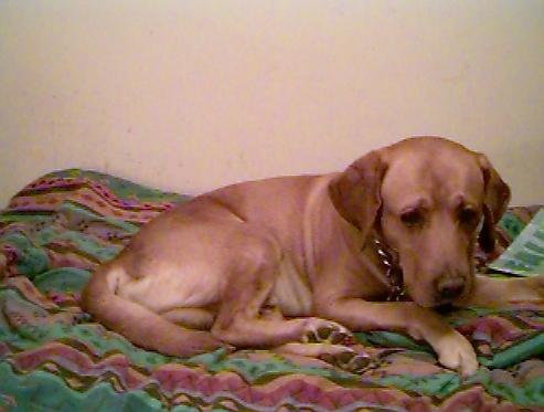 Yellow Labrador Retriever-Dog-Puppy-s005i001.jpg