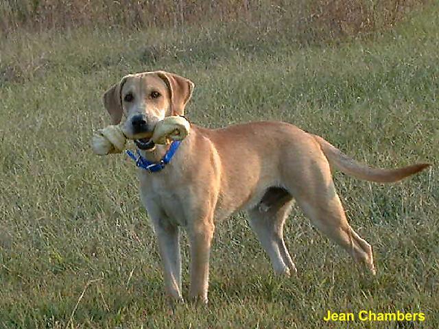 yellowlab1-Yellow Labrador Retriever Dog.jpg