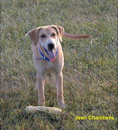 yellowlab2-Yellow Labrador Retriever Dog.jpg