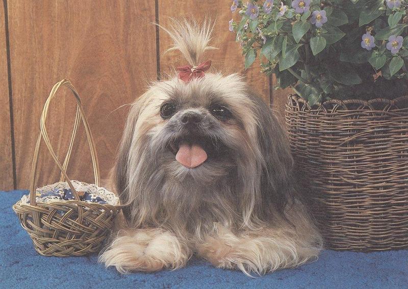 08-puppy-pals-calendar-1987-Aug-Shih-Tzu graylady.jpg