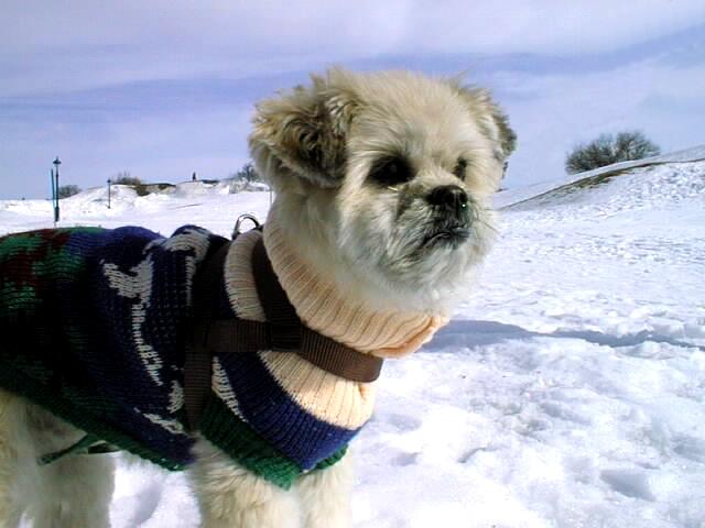 Tiloup 990228-6-Shih-Tzu Pet Dog-standing on snow.jpg