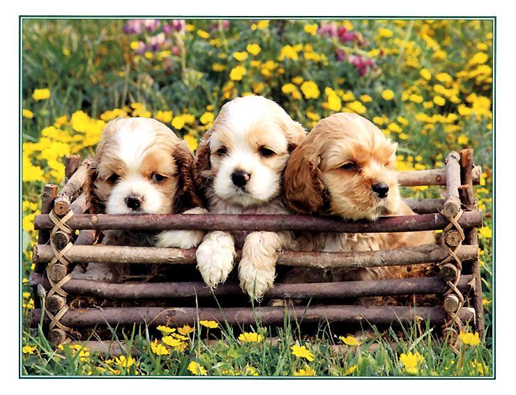 KsW-Mar99-Pups-a-Spaniel Puppies-flower garden.jpg