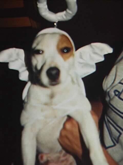 Terrier-Angel Dog.jpg