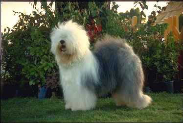 Dog1-Old English Sheepdog.jpg