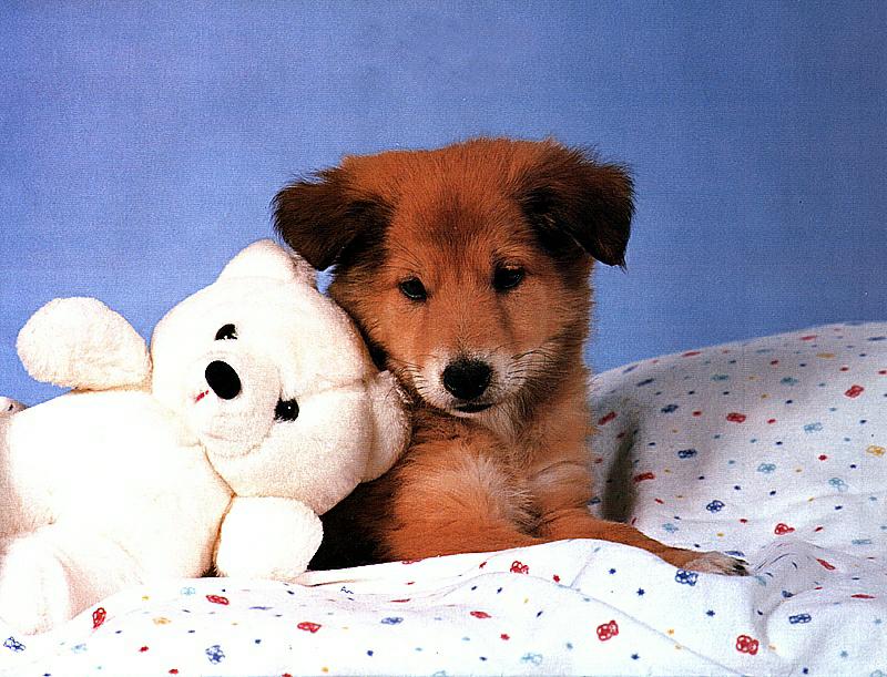 Ds-Chiot 018-Shetland Sheepdog puppy-with Teddy.jpg