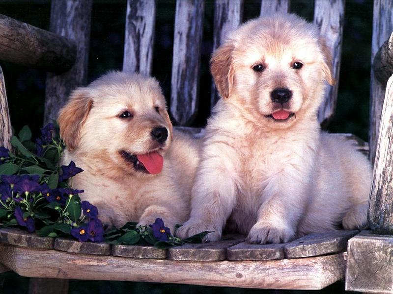 Ds-Chiot 005-Golden Retriever-Dog puppies.jpg