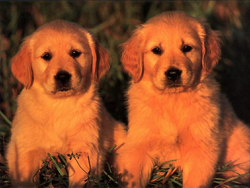 Ds-Chiot 006-Golden Retriever Dog puppies.jpg