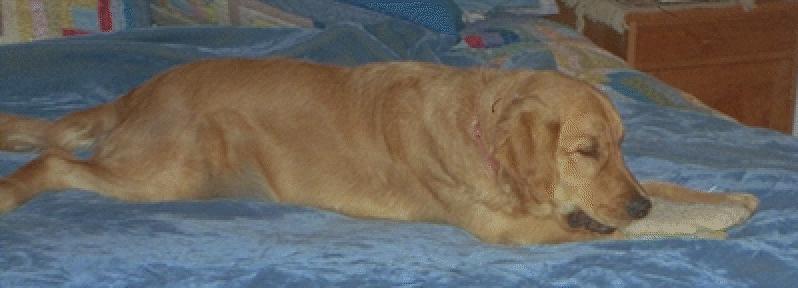 Eds dog-Golden Retriever-sleeping.jpg