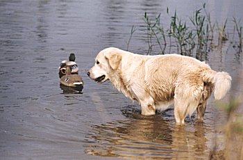 gold1-Golden Retriever Dog-and-wild ducks.jpg