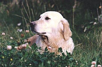 gold2-Golden Retriever Dog-sitting on field.jpg