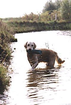 gold3-Golden Retriever Dog-in water.jpg