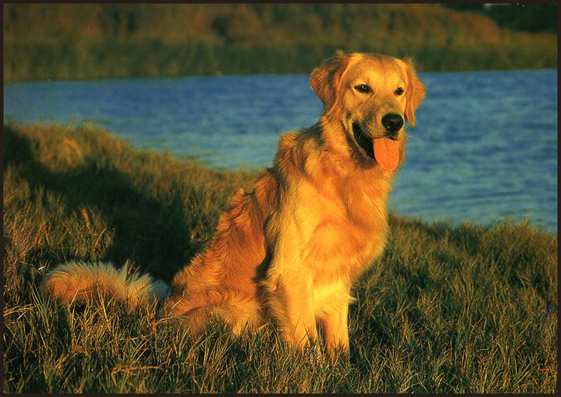 Golden Retriever 01-dog sitting grassby the lake.jpg