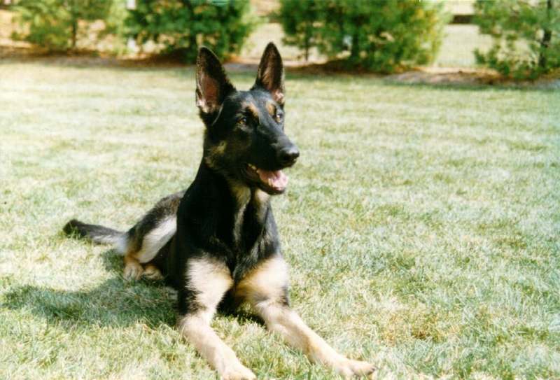 Ana1-Dog German Shepherd-sitting on grass.jpg