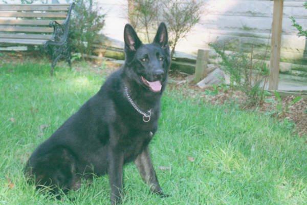 Dog-Black German Shepherd-king1.jpg