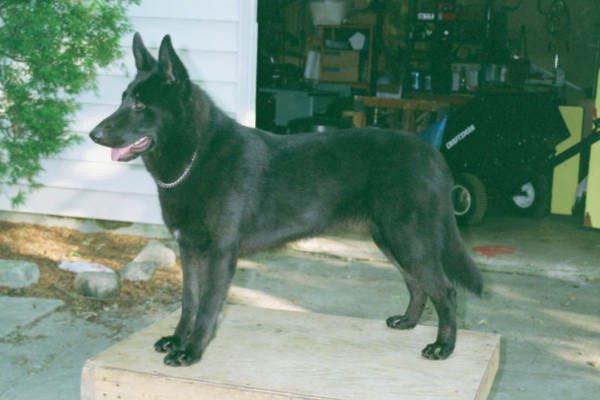 Dog-Black German Shepherd-king2.jpg