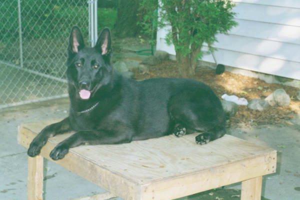 Dog-Black German Shepherd-king3.jpg