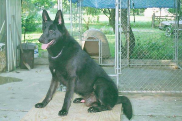 Dog-Black German Shepherd-king5.jpg
