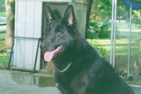 Dog-Black German Shepherd-king6.jpg