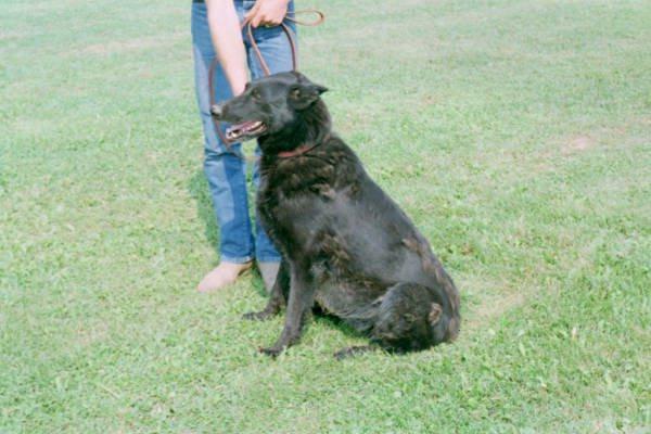 dog-Black German Shepherd-sage1.jpg