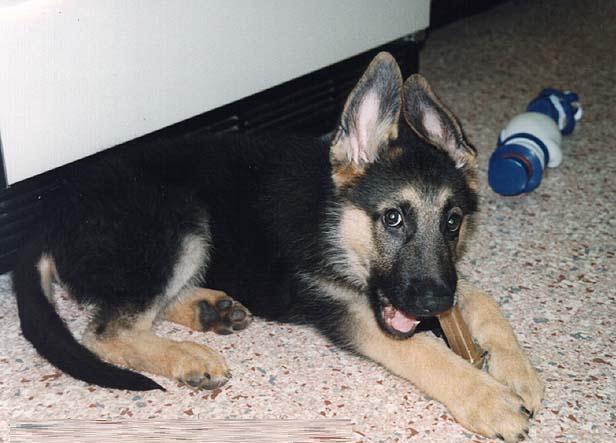 Dog-German Shepherd 4.jpg