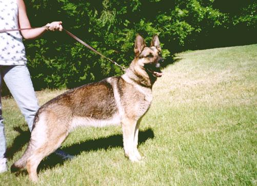 Dog-German Shepherd 5.jpg