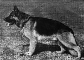Dog-German Shepherd 8.jpg