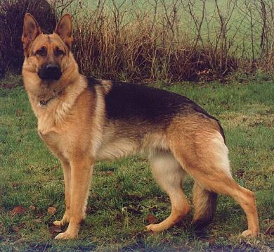 Dog-German Shepherd-Runa.jpg